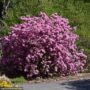 Rhododendron – P.J.M. Elite – #5 Container